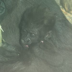 Western lowland gorilla infant Vizazi (Gorilla gorilla gorilla), 2020-09-20