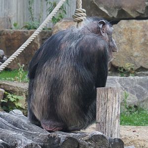 Chimpanzee (Pan troglodytes), 2020-09-20
