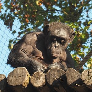 Chimpanzee (Pan troglodytes), 2020-09-20
