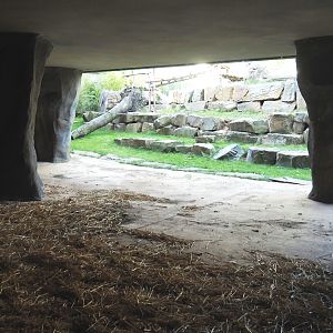 Eastern lowland and Western lowland gorilla cave shelter area, 2020-09-20