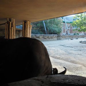 Cape buffalo shelter under the restaurant and Cape buffalo paddock in the savanna aviary, 2020-09-20
