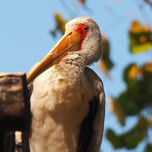 Yellow-billed stork (Mycteria ibis), 2020-09-20