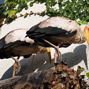 Yellow-billed stork (Mycteria ibis), 2020-09-20