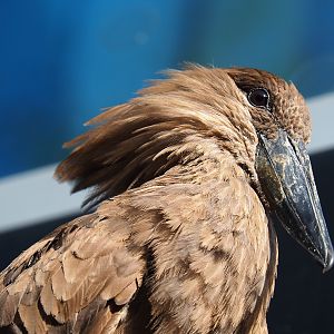 Hamerkop (Scopus umbretta), 2020-09-20