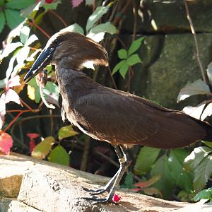 Hamerkop (Scopus umbretta), 2020-09-20