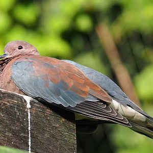 Laughing dove or Senegal dove (Streptopelia senegalensis), 2020-09-20