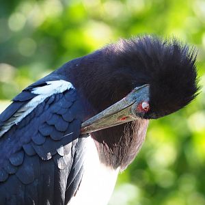 Abdim's stork (Ciconia abdimii), 2020-09-20