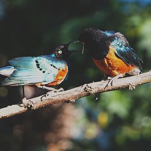Superb starlings (Lamprotornis superbus), 2020-09-20