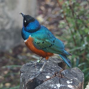 Superb starling (Lamprotornis superbus), 2020-09-20