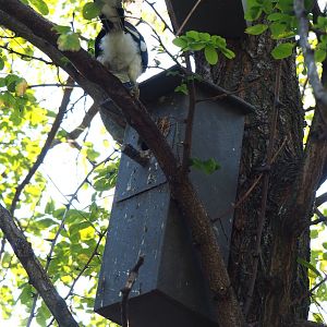 Von der Decken's hornbill nesting box, 2020-09-20