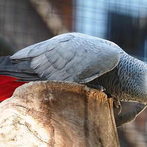 Congo African grey parrot (Psittacus erithacus erithacus), 2020-09-20