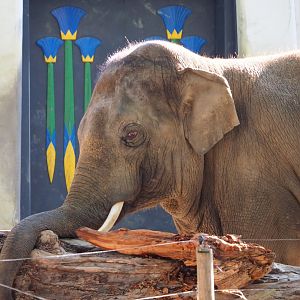 Asian elephant (Elephas maximus), 2020-09-20