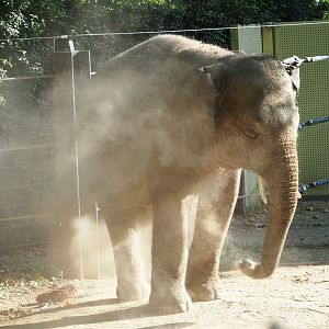 Sand-showering Asian elephant (Elephas maximus), 2020-09-20
