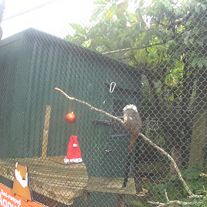 Cotton Top Tamarin/Red-Rumped Agouti Enclosure 2020