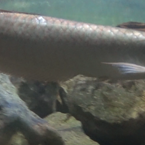 Silver Arowana 2020