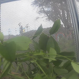 Northland Green Gecko Enclosure 2020