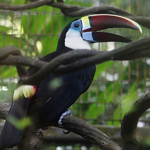 Hornbills and Toucans Exhibit - Red-billed Toucan