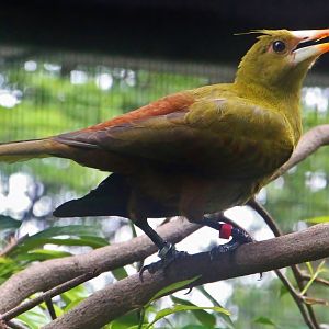 Window on Paradise - Green Oropendola