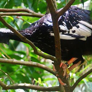 Waterfall Aviary - Blue-throated Piping Guan