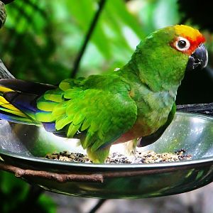 Waterfall Aviary - Golden-capped Conure