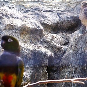 Parrot Paradise - Burrowing Owl and Burrowing Parrot