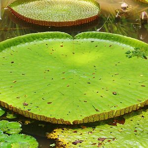 Amazon Giant Water Lily