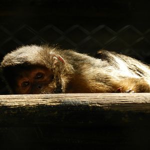 Capuchin monkey - Belo Horizonte zoo