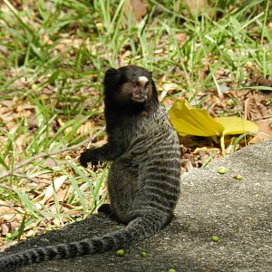 Wild black-tufted marmoset - Belo Horizonte zoo