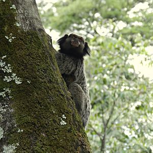 Wild black-tufted marmoset - Belo Horizonte zoo