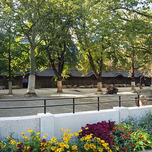 Southern white rhinoceros paddock, 2020-09-20