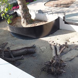 New Yellow mongoose exhibit, 2020-09-20