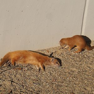 Yellow mongoose (Cynictis penicillata), 2020-09-20