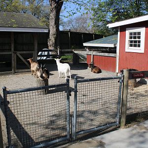 May. 2021 - Indiana Family Farm - Goat Yard