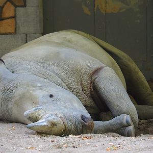 Southern white rhinoceros (Ceratotherium simum simum), 2020-09-20