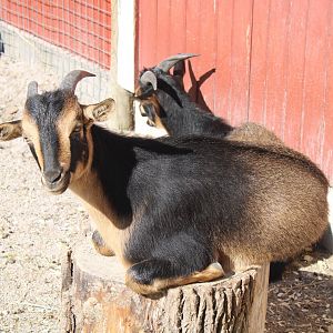 May. 2021 - Indiana Family Farm - Pygmy Goats