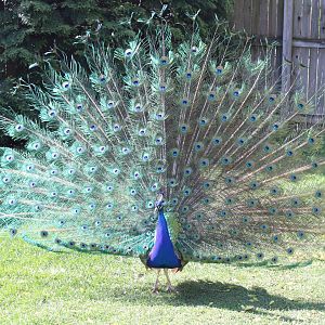 May. 2021 - Indian Peafowl