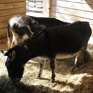 May. 2021 - Indiana Family Farm - Miniature Donkeys