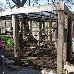 May. 2021 - Indiana Family Farm - Red-tailed Hawk Exhibit