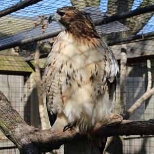 May. 2021 - Indiana Family Farm - Red-tailed Hawk