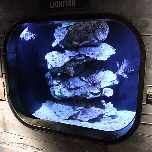May. 2021 - Australian Adventure - Lionfish Tank