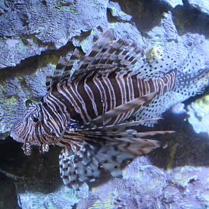 May. 2021 - Australian Adventure - Lionfish