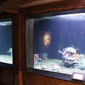 May. 2021 - Australian Adventure - Main Tank