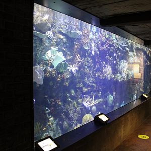 May. 2021 - Australian Adventure - Coral Reef Tank