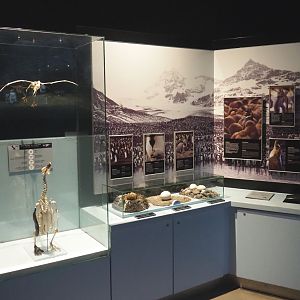 Educational display on penguins, 2020-09-20