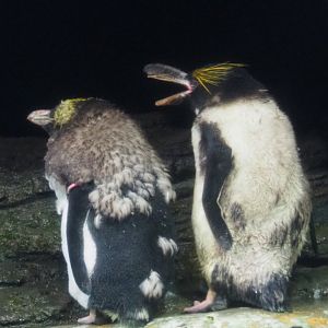 Molting Macaroni penguins (Eudyptes chrysolophus), 2020-09-20
