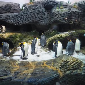 Penguin beach in Vriesland, 2020-09-20