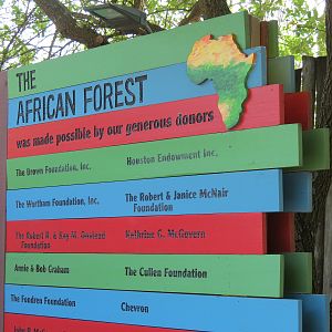 African Forest - Donor Board