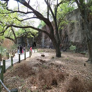 African Forest - Visitor Path