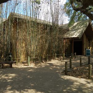 African Forest - The Arrival Building