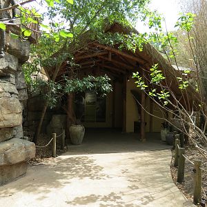 African Forest - The Arrival Building